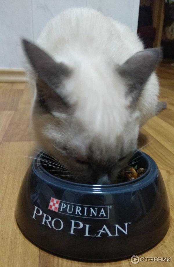 Сухой корм для котят Purina Pro Plan фото