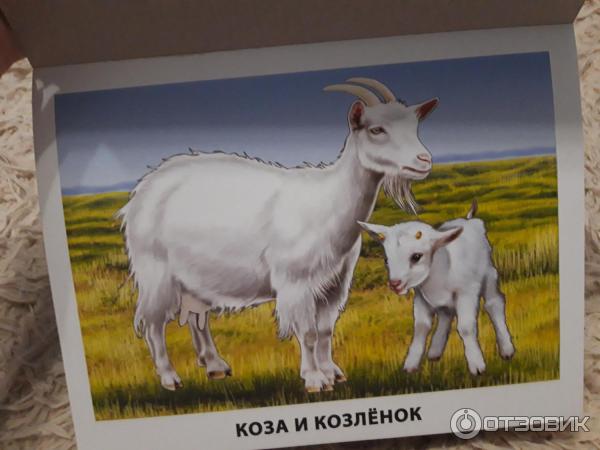 Книга Наглядно-дидактическое пособие - издательство Рыжий кот фото