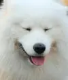 nelslims