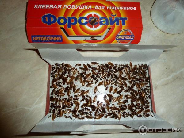 Капсулы Феликс От Тараканов Купить
