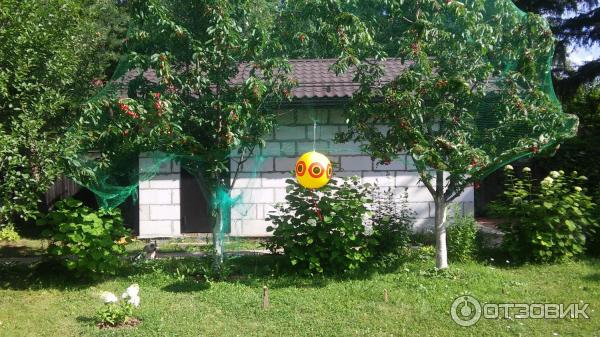 Черешня Брянская розовая справа