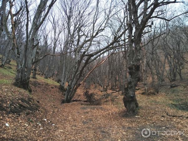Подъём на гору Бештау (Россия, Лермонтов) фото