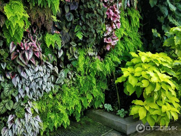 сады залива Сингапур фото Cloud Forest Облачный лес