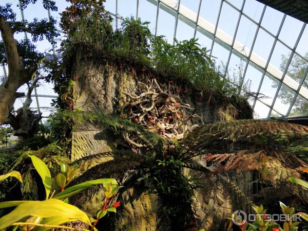 сады залива Сингапур фото Cloud Forest Облачный лес