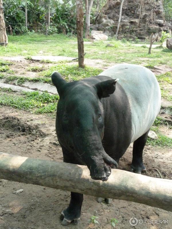 Khao kheow zoo. Кхао Кхео зоопарк. Кхао Кхео Таиланд. Тайланд зоопарк Кхао Кхео. Контактный зоопарк Кхао Кхео.